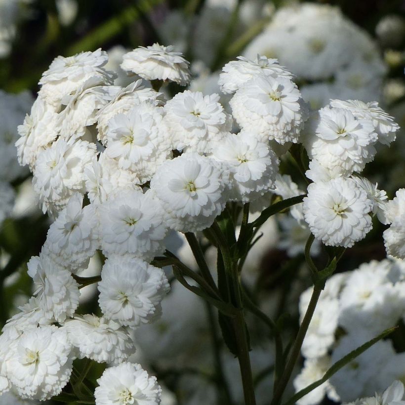 Achillea ptarmica Perry's White - Wilde bertram (Bloei)