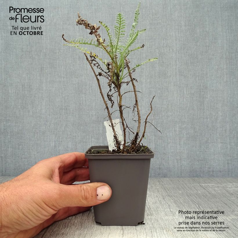 Exemplaar van Achillea taygetea - Duizendblad Kweekpotje van 8/9 cm zoals geleverd in de herfst