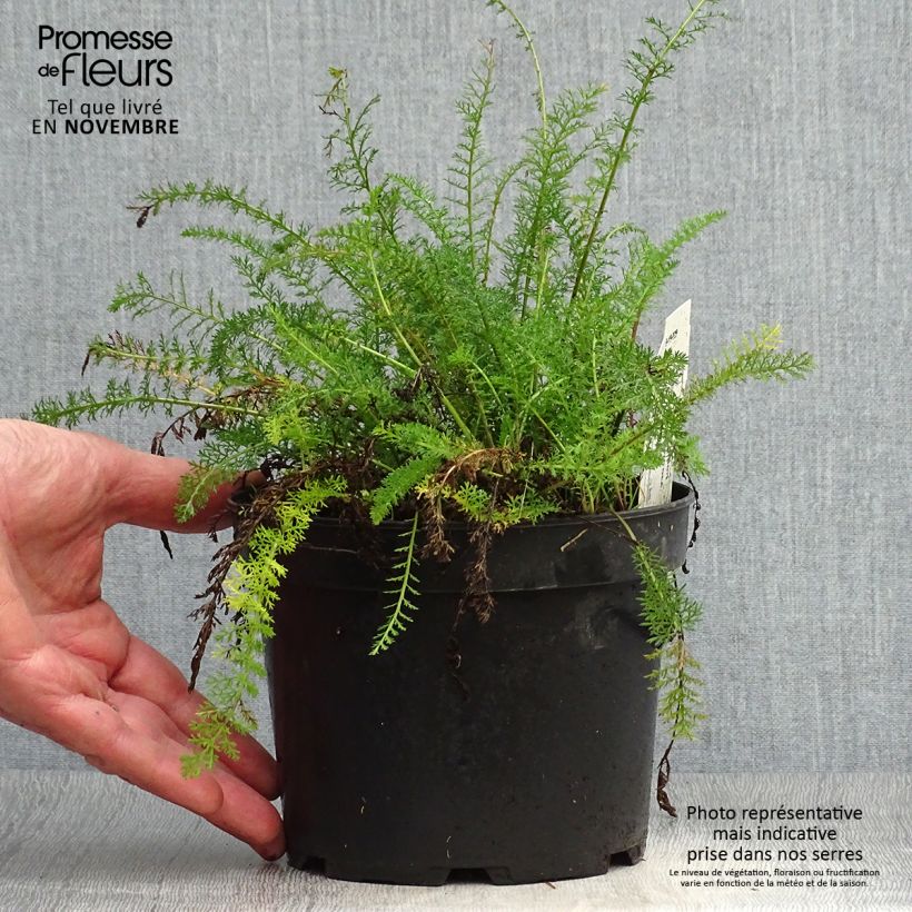 Exemplaar van Achillea tomentosa - Duizendblad Pot van 2 l/3 l zoals geleverd in de herfst