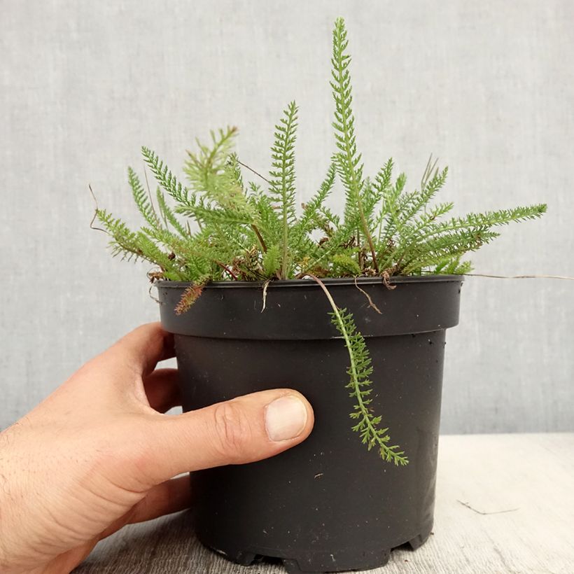 Example of Achillea tomentosa - Duizendblad Pot van 2 l/3 l as you get in printemps