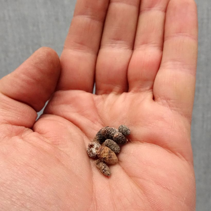 Exemplaar van Achimenes x hybridum Wit - Weduwetranen Bol kaliber I zoals geleverd in de lente