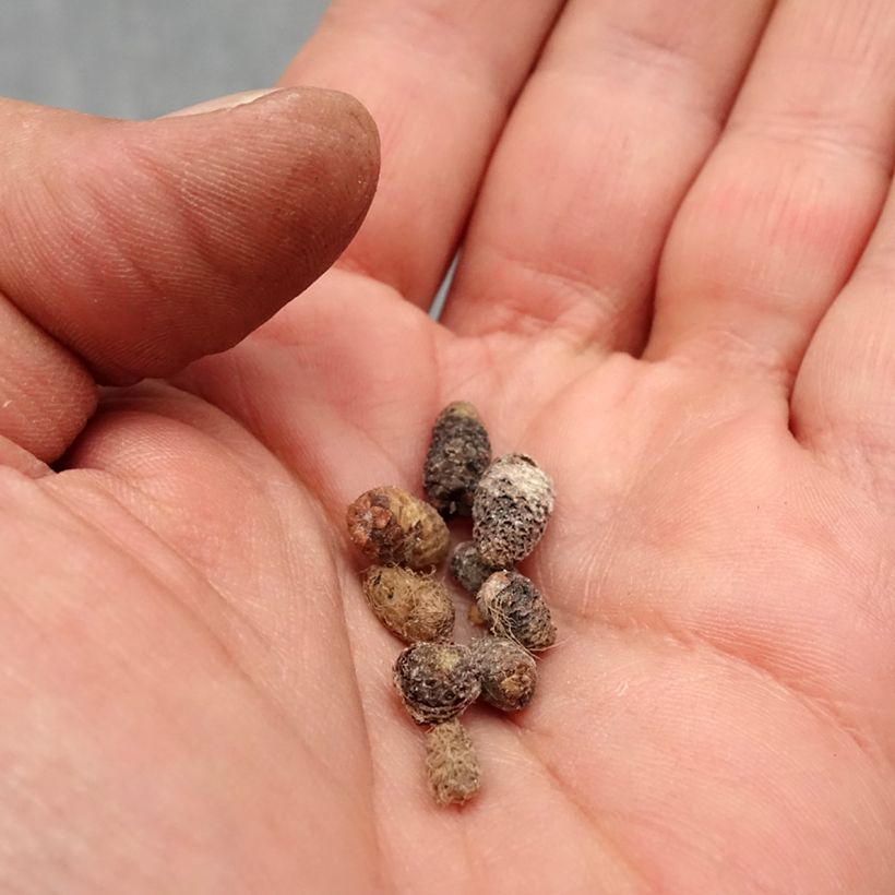 Exemplaar van Achimenes x hybridum Rood - Weduwetranen Bol kaliber I zoals geleverd in de lente