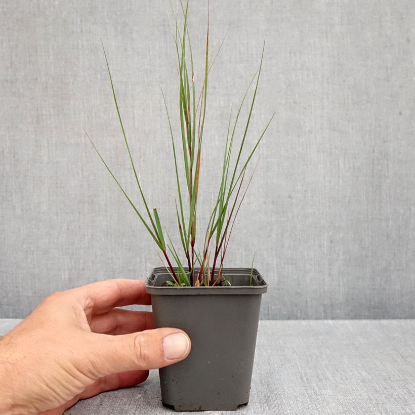 Exemplaar van Stipa calamagrostis Allgäu - Diamantgras Kweekpotje van 8/9 cm zoals geleverd in de herfst