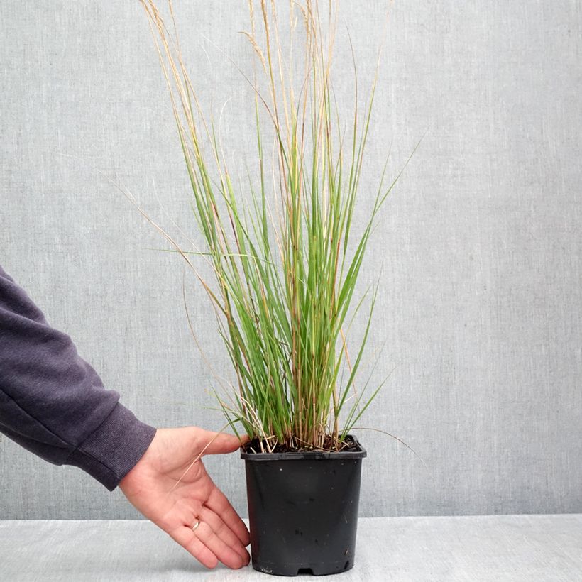 Exemplaar van Stipa calamagrostis Allgäu - Diamantgras Pot van 1,5 l/2 l zoals geleverd in de herfst