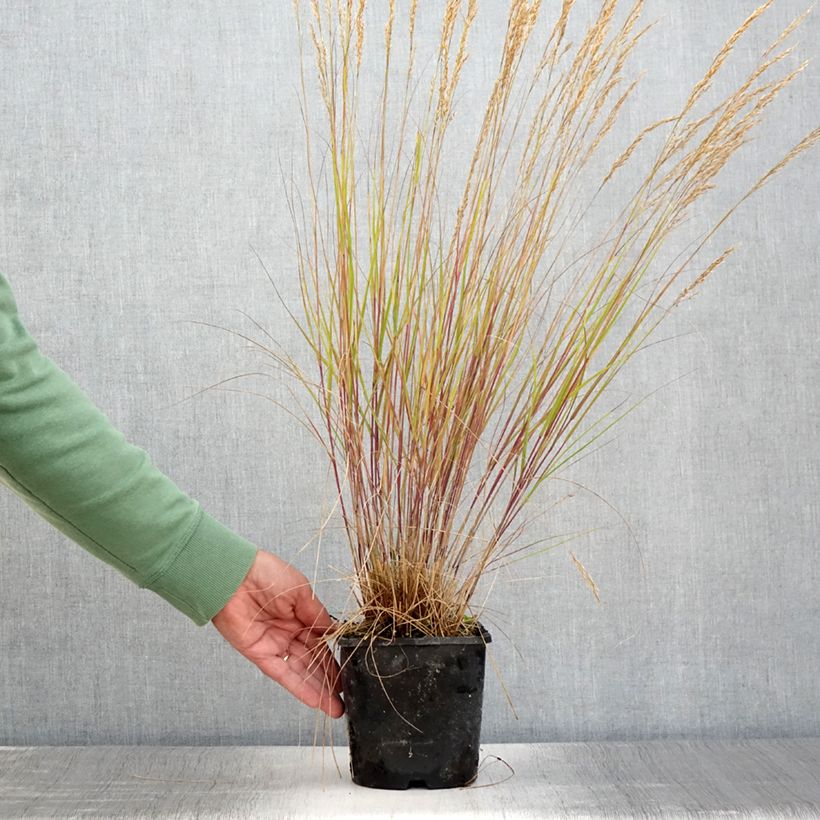 Exemplaar van Stipa calamagrostis Allgäu - Diamantgras Pot van 1,5 l/2 l zoals geleverd in de zomer