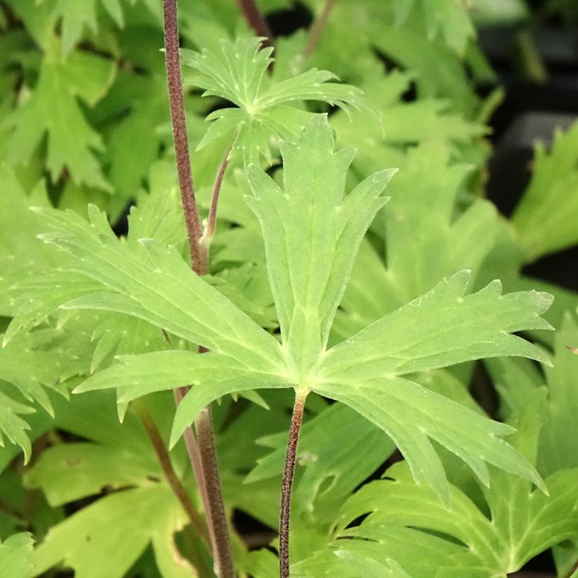 Aconitum Purple Sparrow - Monnikskap (Blad)