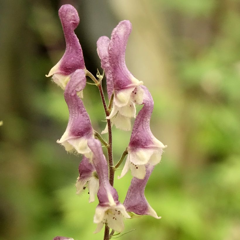 Aconitum Purple Sparrow - Monnikskap (Bloei)