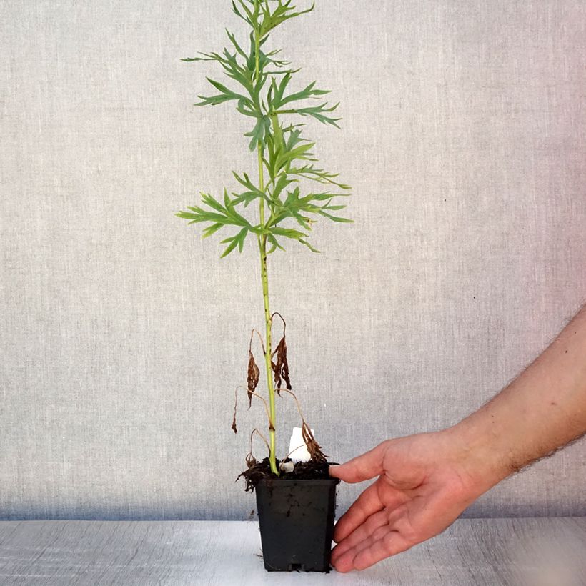 Exemplaar van Aconitum napellus - Blauwe monnikskap Kweekpotje van 8/9 cm zoals geleverd in de zomer