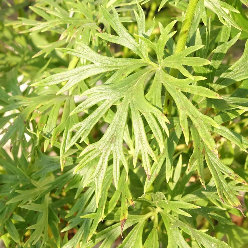Aconitum napellus - Blauwe monnikskap (Blad)