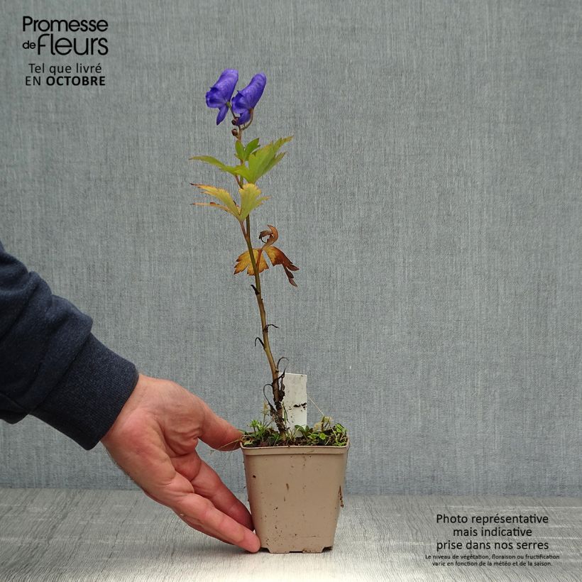 Exemplaar van Aconitum carmichaelii (zaad) - Monnikskap Kweekpotje van 8/9 cm zoals geleverd in de herfst