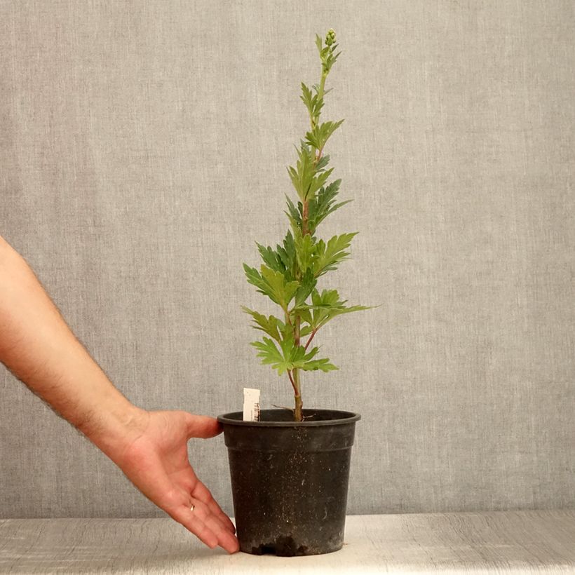 Exemplaar van Aconitum fischeri - Azuren monnikskap Pot van 2 l/3 l zoals geleverd in de zomer