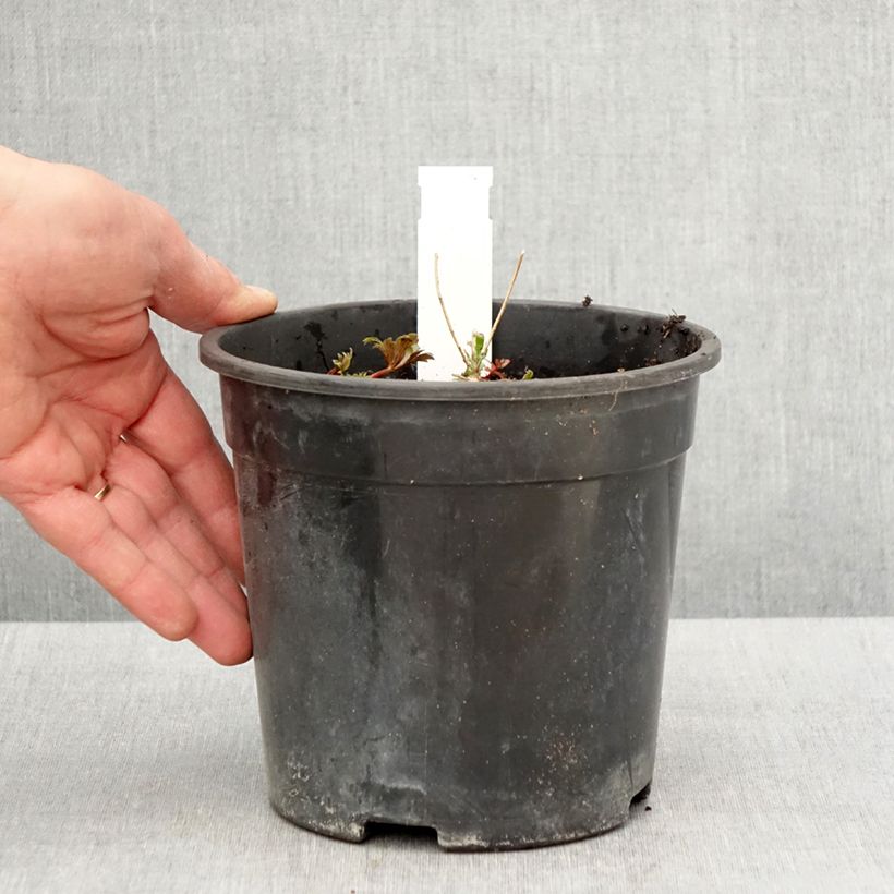 Exemplaar van Aconitum fischeri - Azuren monnikskap Pot van 2 l/3 l zoals geleverd in de lente