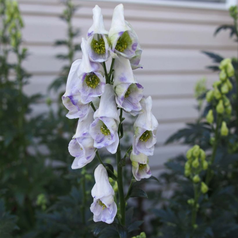 Aconitum carmichaelii Arendsii - Monnikskap (Bloei)