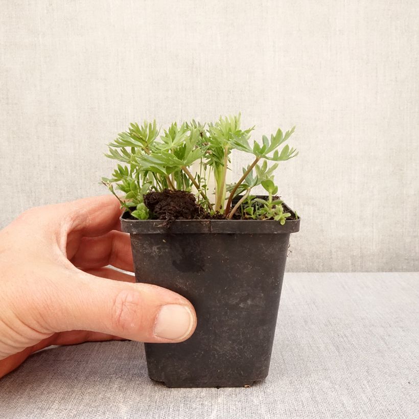 Exemplaar van Aconitum napellus ssp. vulgare - Blauwe monnikskap Kweekpotje van 8/9 cm zoals geleverd in de lente