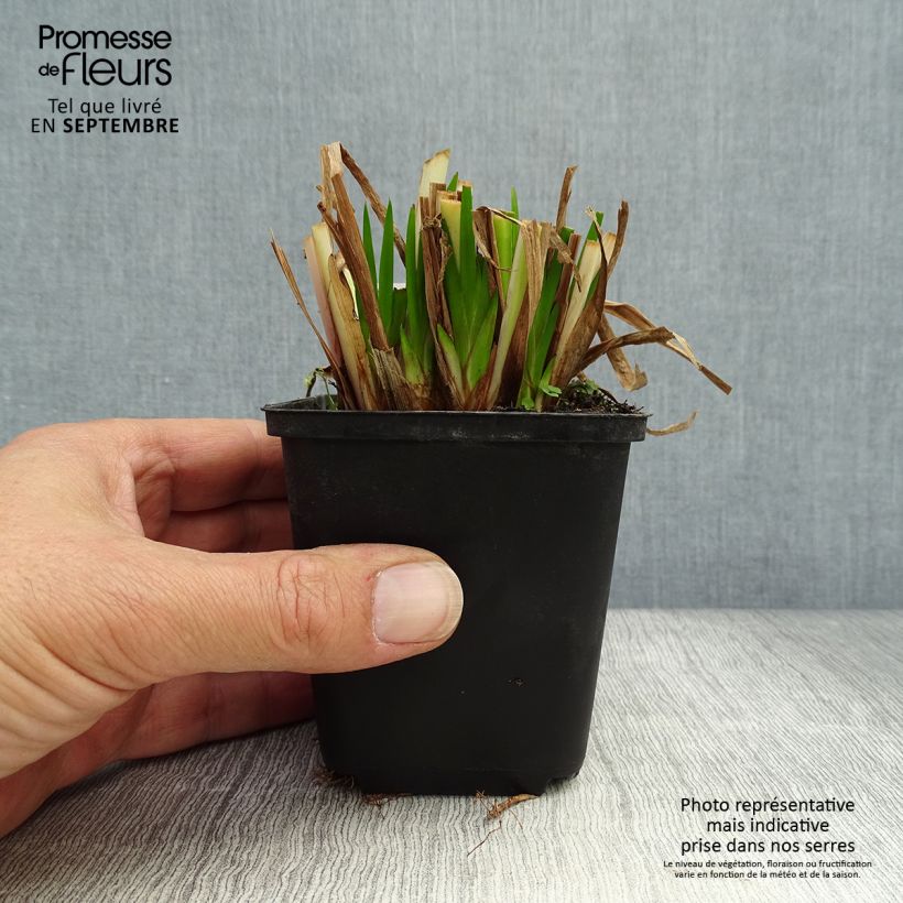 Exemplaar van Acorus calamus Variegatus - Kalmoes Kweekpotje van 8/9 cm zoals geleverd in de herfst