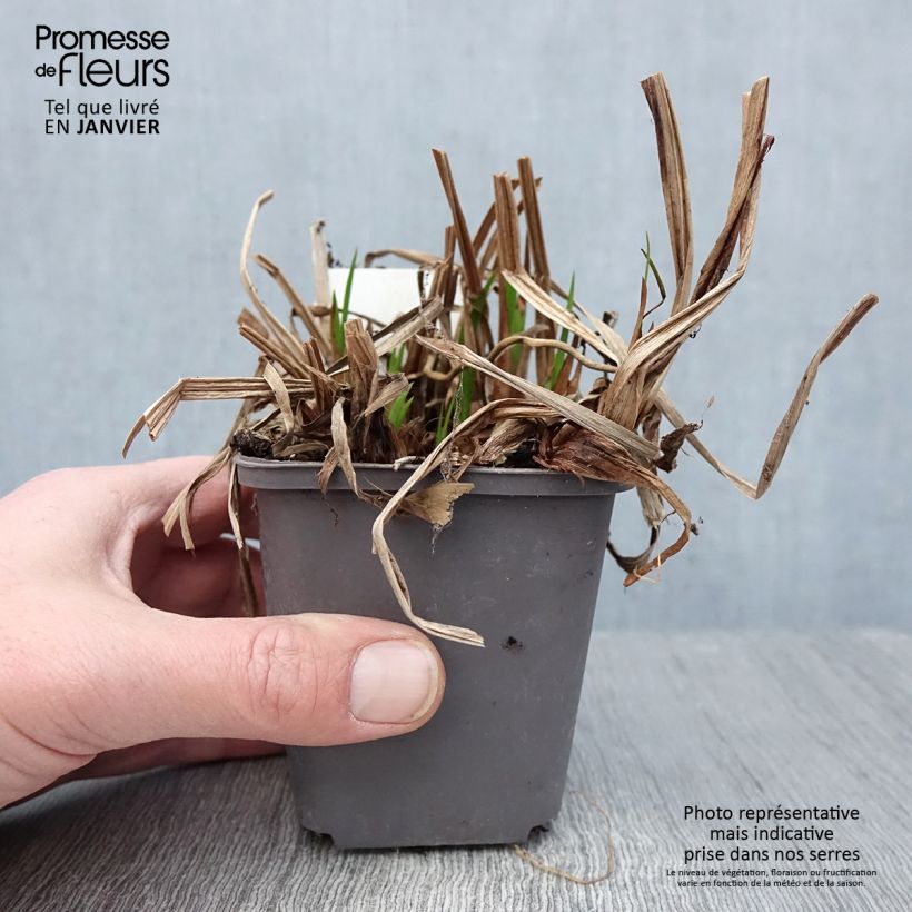 Exemplaar van Acorus calamus - Calame, Acore Godet de 8/9 cm zoals geleverd in de winter