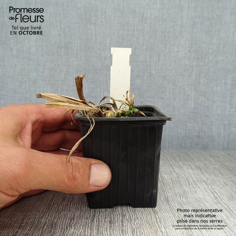 Exemplaar van Acorus calamus - Kalmoes Kweekpotje van 8/9 cm zoals geleverd in de herfst