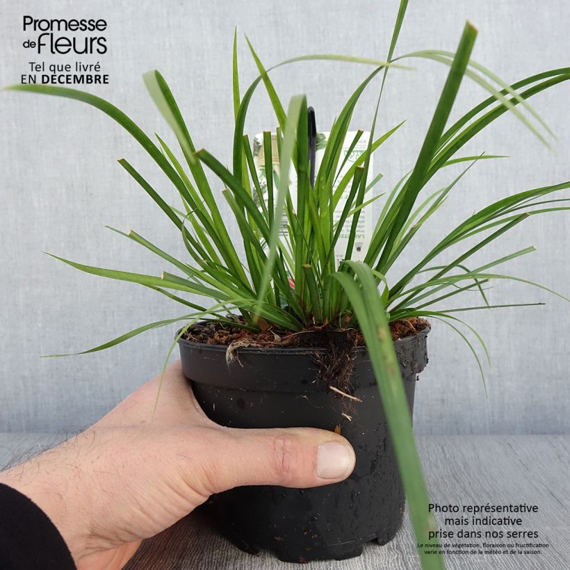 Exemplaar van Acorus gramineus Hakuro Nishiki - Dwergkalmoes Pot van 1,5 l/2 l zoals geleverd in de herfst