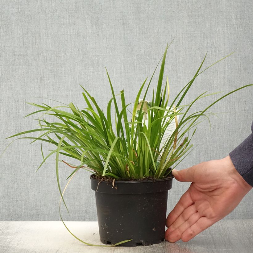 Exemplaar van Acorus gramineus Hakuro Nishiki - Dwergkalmoes Pot van 1,5 l/2 l zoals geleverd in de lente