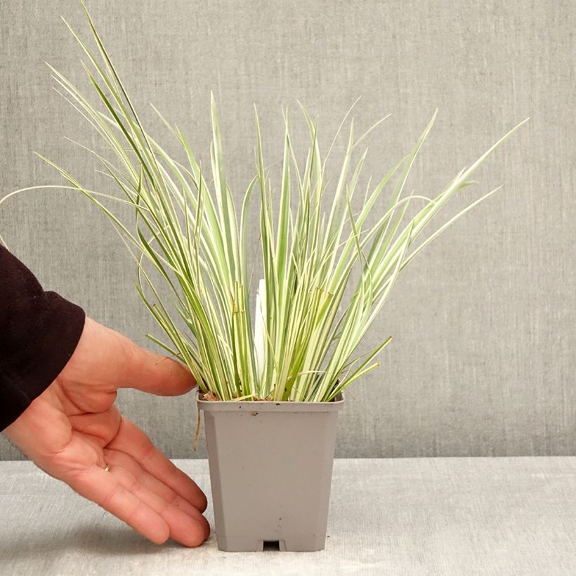 Exemplaar van Acorus gramineus Licorice - Dwergkalmoes Kweekpotje van 8/9 cm zoals geleverd in de lente
