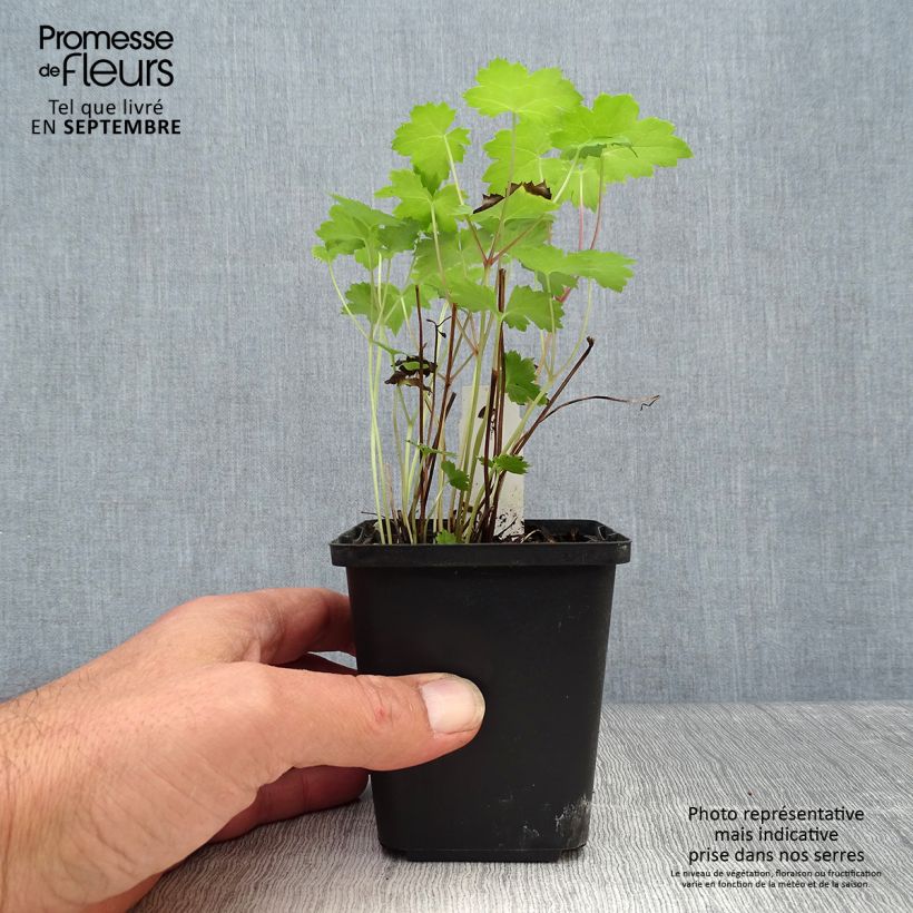 Exemplaar van Actaea japonica Cheju-Do - Zilverkaars Kweekpotje van 8/9 cm zoals geleverd in de herfst