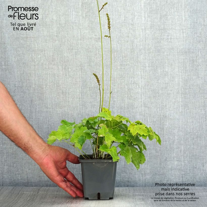 Exemplaar van Actaea japonica Cheju-Do - Zilverkaars Pot van 1 l/1,5 l zoals geleverd in de zomer