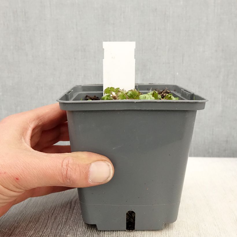 Exemplaar van Actaea japonica Cheju-Do - Zilverkaars Pot van 1 l/1,5 l zoals geleverd in de lente