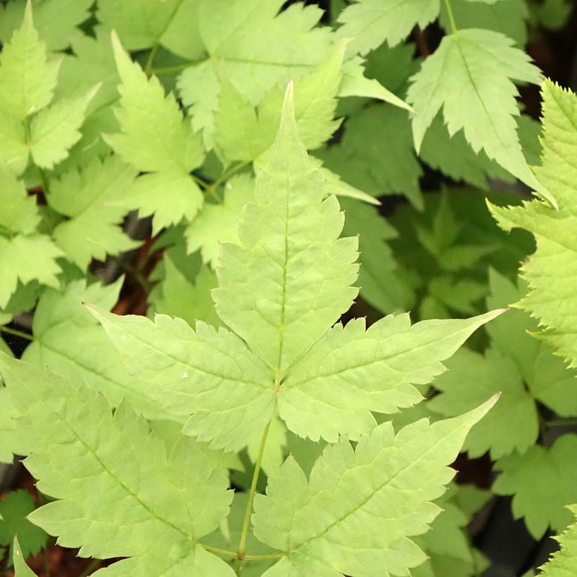 Actaea pachypoda Misty Blue - Christoffelkruid (Blad)