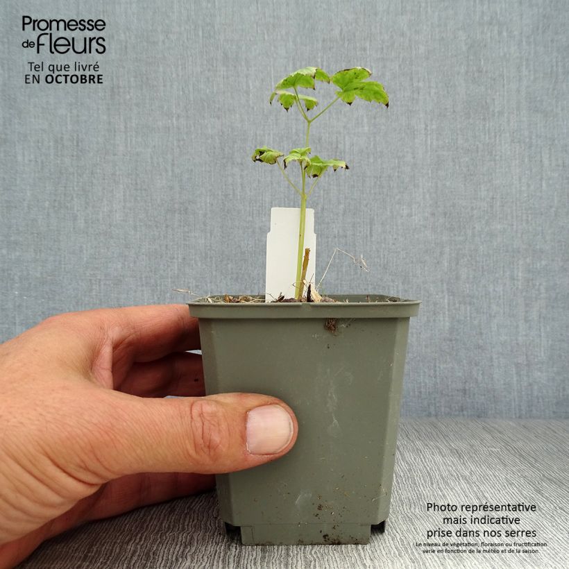 Exemplaar van Actaea pachypoda Misty Blue - Christoffelkruid Kweekpotje van 8/9 cm zoals geleverd in de herfst