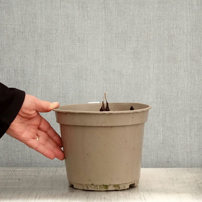 Exemplaar van Actaea pachypoda Misty Blue - Christoffelkruid Pot van 3 l/4 l zoals geleverd in de lente