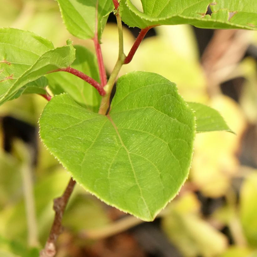 Kiwibes - Actinidia arguta Domino (vrouwelijk) (Blad)