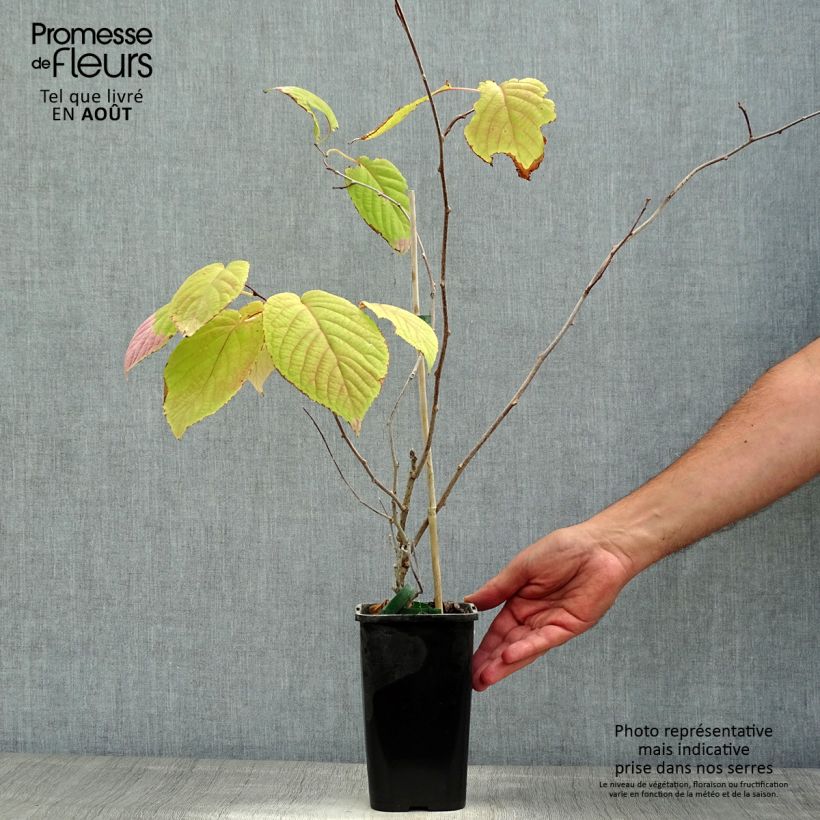 Exemplaar van Actinidia kolomikta Adam - Siberische kiwi Pot van 1,5 l/2 l zoals geleverd in de zomer