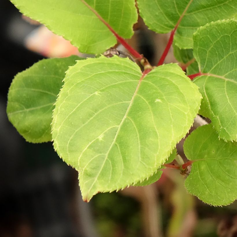 Sierkiwi - Actinidia kolomikta Red Beauty (Blad)