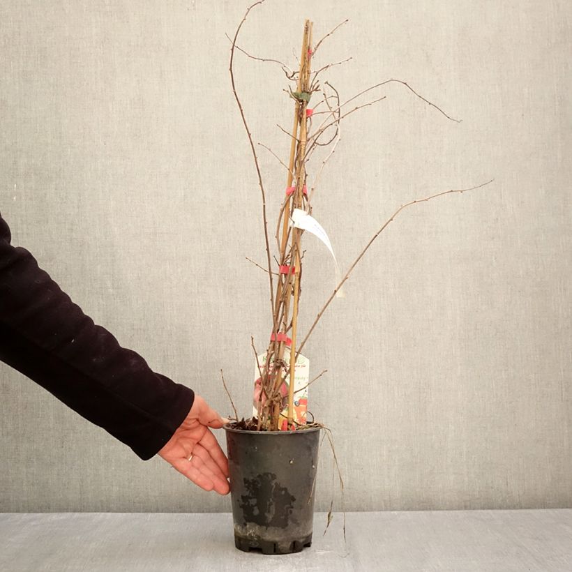 Exemplaar van Sierkiwi - Actinidia kolomikta Red Beauty Pot van 2 l/3 l zoals geleverd in de herfst