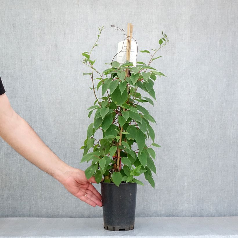 Exemplaar van Sierkiwi - Actinidia kolomikta Red Beauty Pot van 2 l/3 l zoals geleverd in de lente