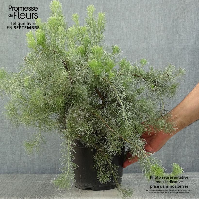 Exemplaar van Adenanthos sericeus Pot van 2 l/3 l zoals geleverd in de herfst