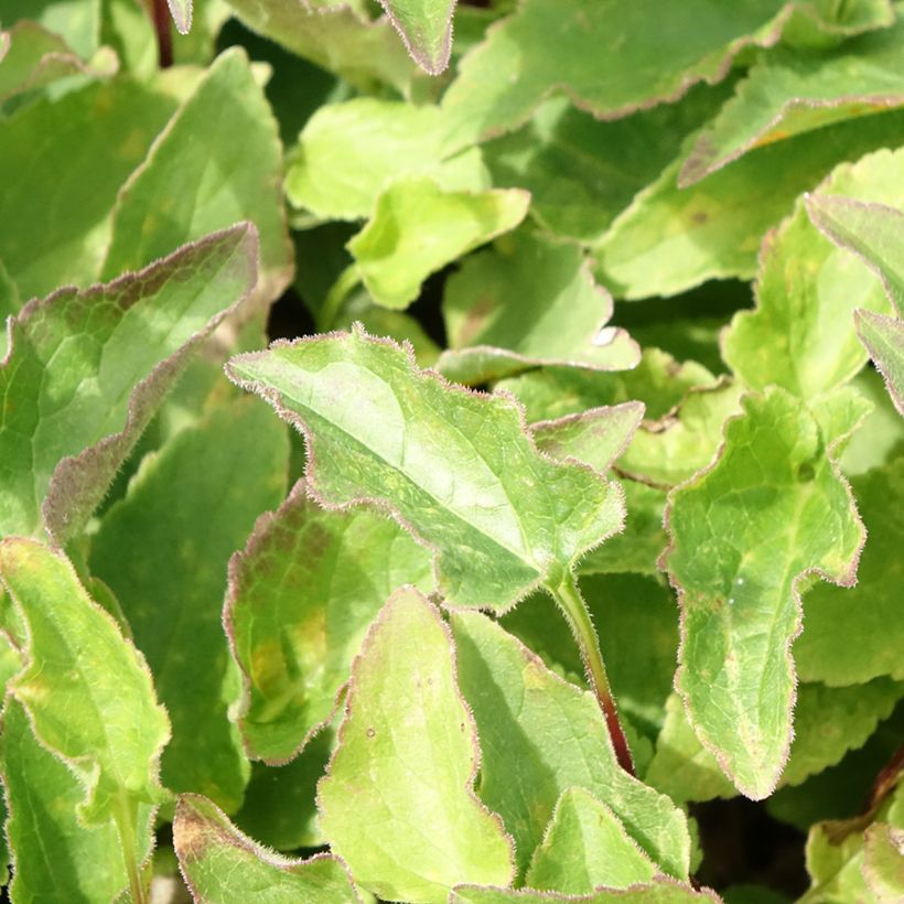 Adenophora confusa Gaudi Violet - Bekerklokje (Blad)