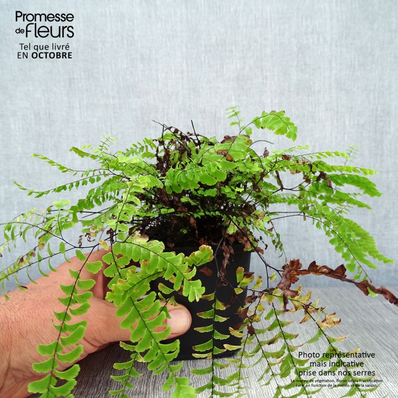 Exemplaar van Adiantum aleuticum Imbricatum - Vrouwenhaar Kweekpotje van 8/9 cm zoals geleverd in de herfst