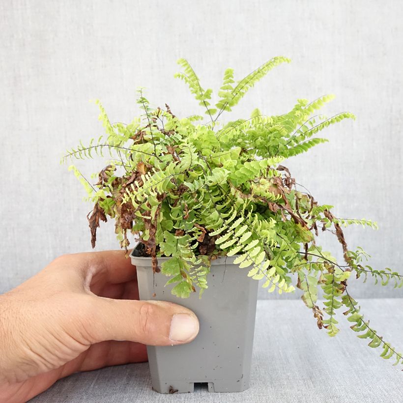 Exemplaar van Adiantum pedatum Imbricatum - Venushaar Kweekpotje van 8/9 cm zoals geleverd in de zomer