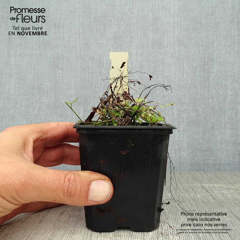 Exemplaar van Adiantum pedatum Imbricatum - Venushaar Kweekpotje van 8/9 cm zoals geleverd in de herfst