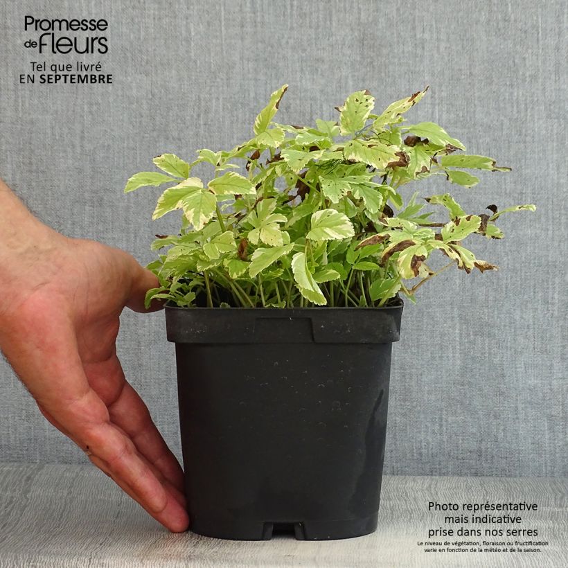 Exemplaar van Aegopodium podagraria Variegata - Zevenblad Pot van 2 l/3 l zoals geleverd in de zomer