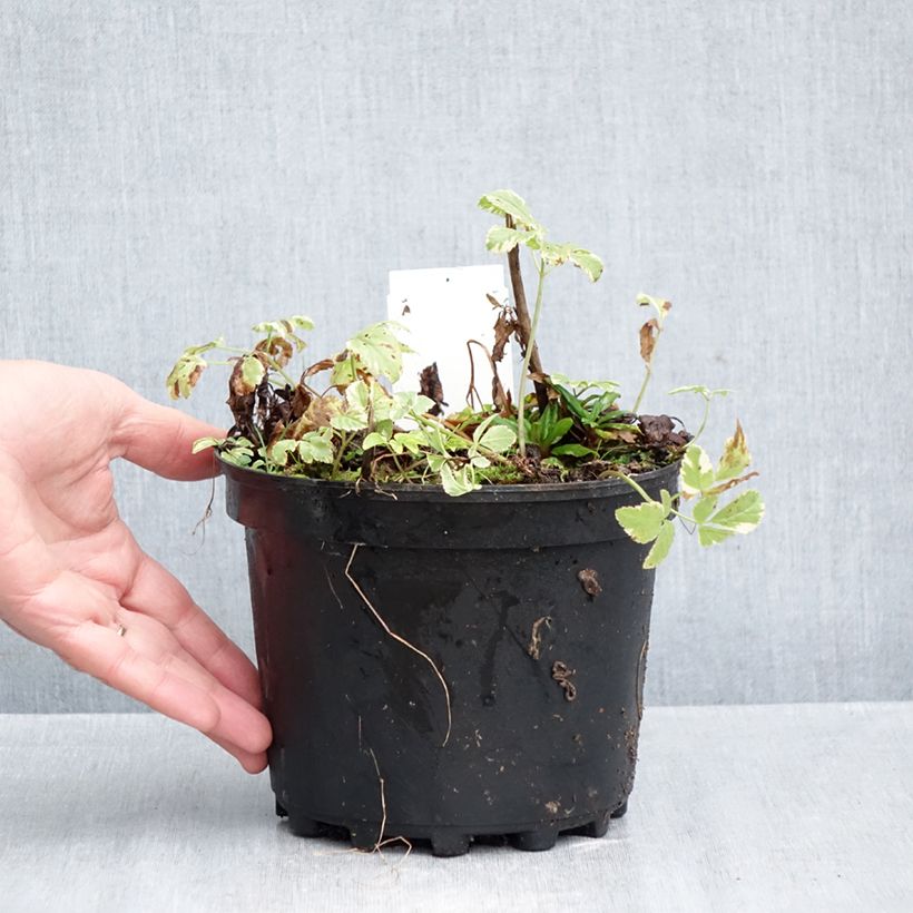 Exemplaar van Aegopodium podagraria Variegata - Zevenblad Pot van 2 l/3 l zoals geleverd in de herfst