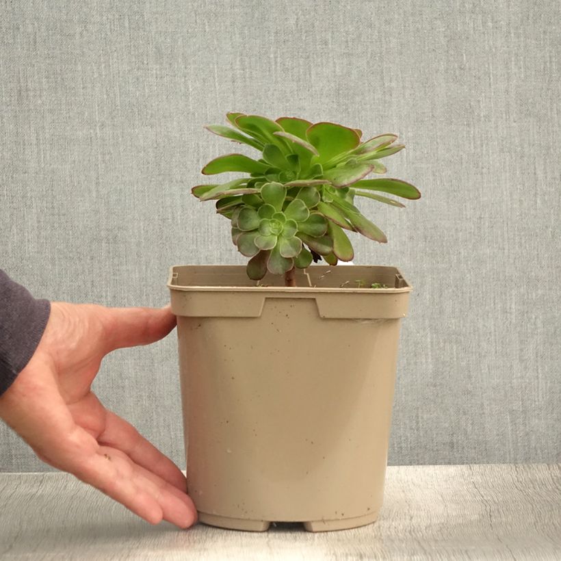 Exemplaar van Aeonium arboreum Garnet - Boom-aeonium Pot van 3 l/4 l zoals geleverd in de zomer