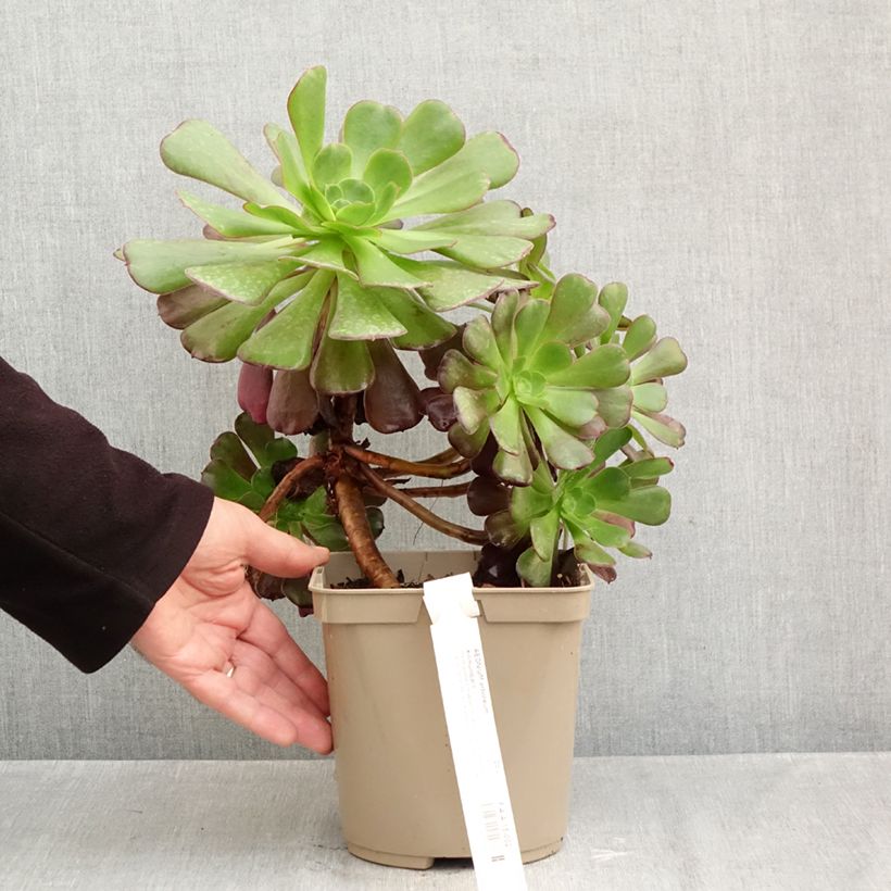 Exemplaar van Aeonium arboreum Kilimandjaro - Boom-aeonium Pot van 3 l/4 l zoals geleverd in de herfst