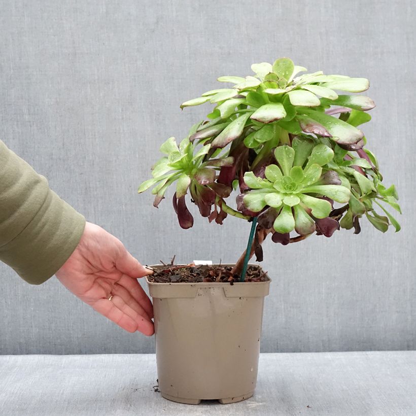 Exemplaar van Aeonium arboreum Kilimandjaro - Boom-aeonium Pot van 3 l/4 l zoals geleverd in de winter