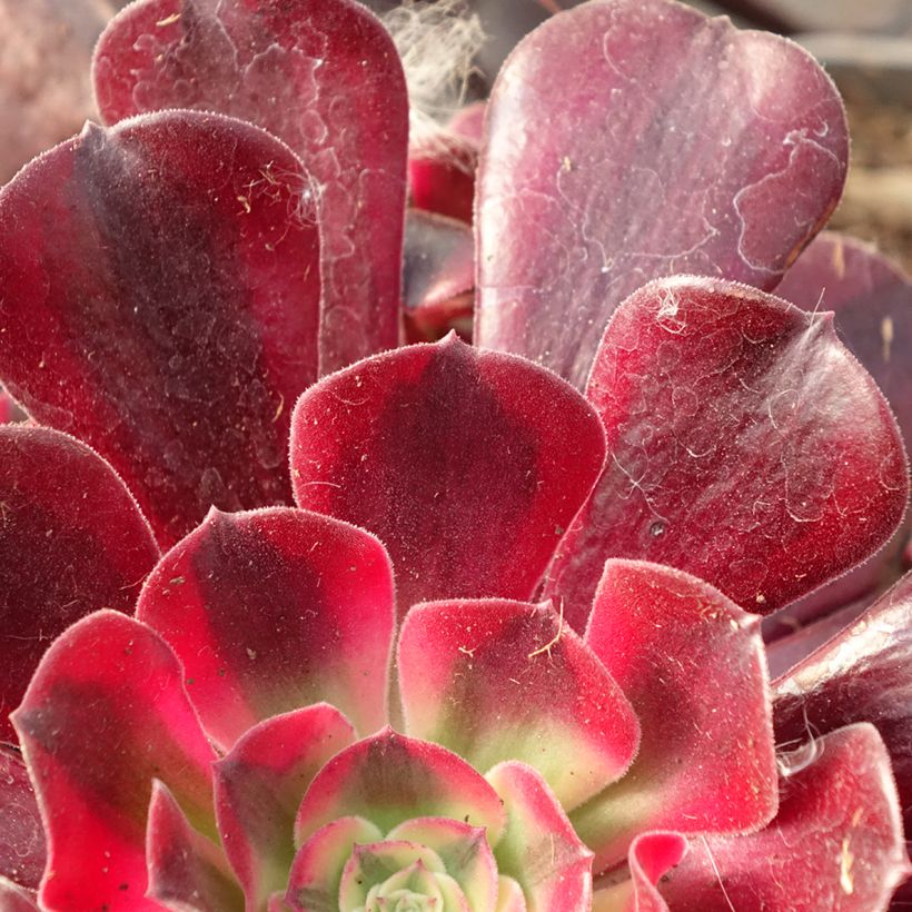 Aeonium arboreum Medusa - Boom-aeonium (Blad)