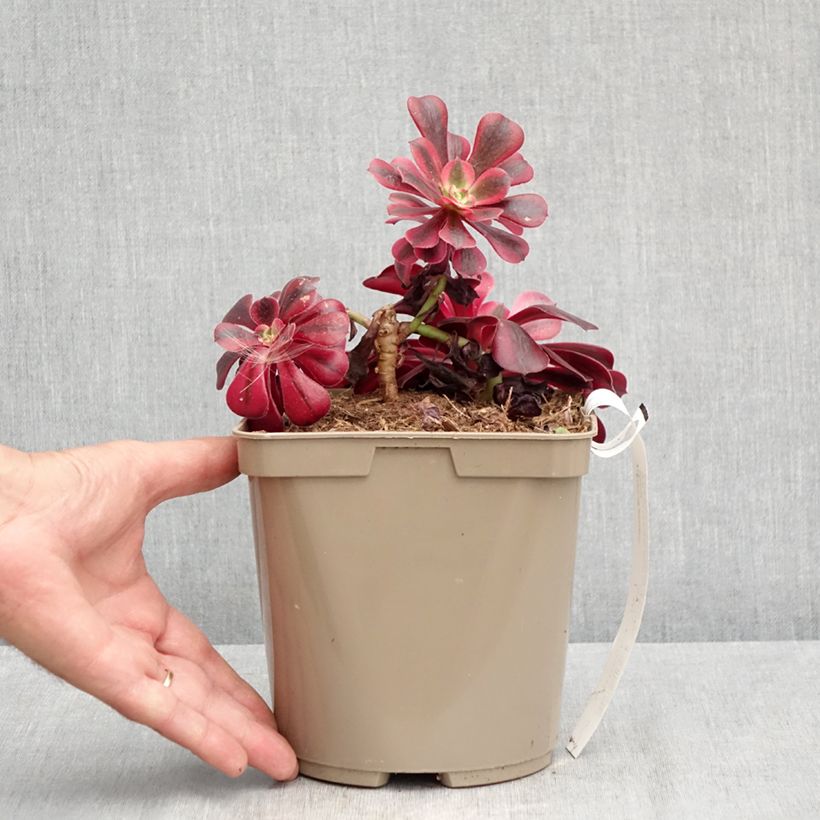 Exemplaar van Aeonium arboreum Medusa - Boom-aeonium Pot van 3 l/4 l zoals geleverd in de zomer