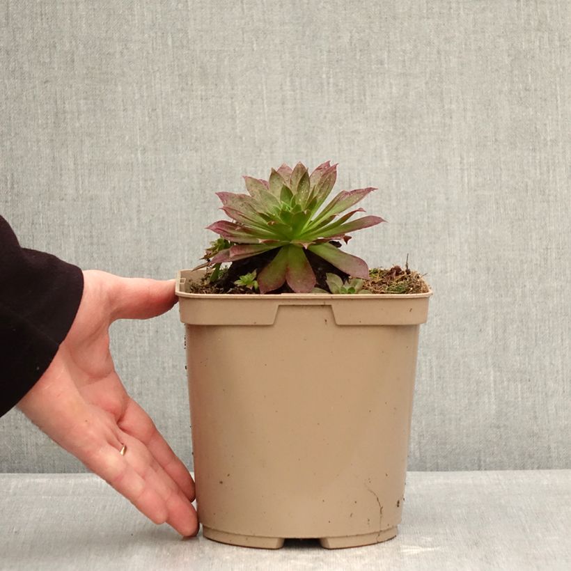 Exemplaar van Aeonium arboreum Phoenix Flame - Boom-aeonium Pot van 3 l/4 l zoals geleverd in de winter