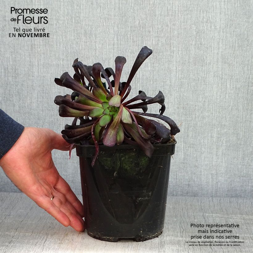 Exemplaar van Aeonium arboreum var. atropurpureum Schwarzkopf - Zwartkop Pot van 3 l/4 l zoals geleverd in de herfst