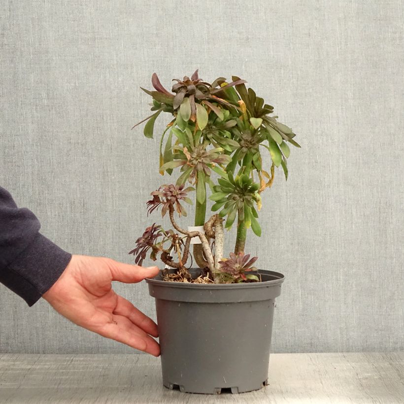 Exemplaar van Aeonium arboreum var. atropurpureum Schwarzkopf - Zwartkop Pot van 3 l/4 l zoals geleverd in de lente